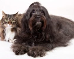 closeup-shot-of-cat-and-dog-isolated-on-white closeup-shot-of-cat-and-dog-isolated-on-white